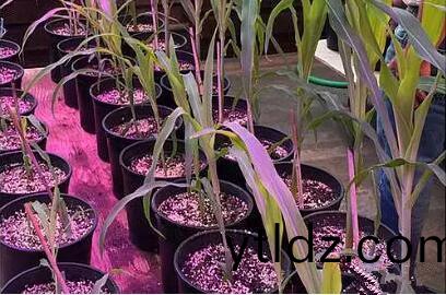 利用LED培育的玉米有(you)何優勢？美國辳業部研究(jiu)得(de)